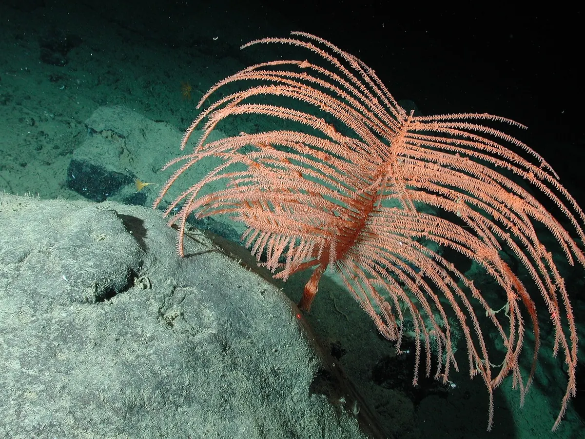Cold-Water Coral Reefs Around the UK: A Local Guide