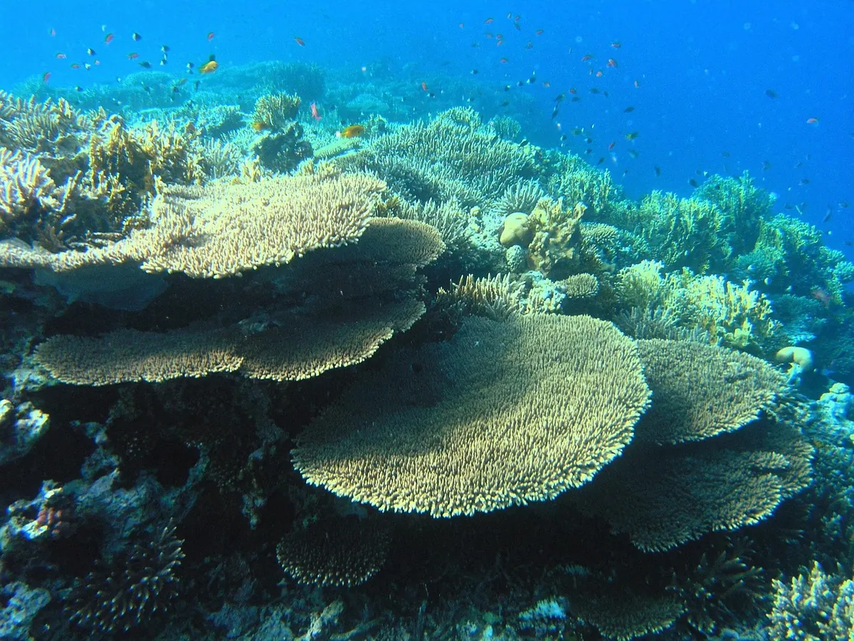 Seven Common Mistakes Snorkellers Make on Coral Reefs