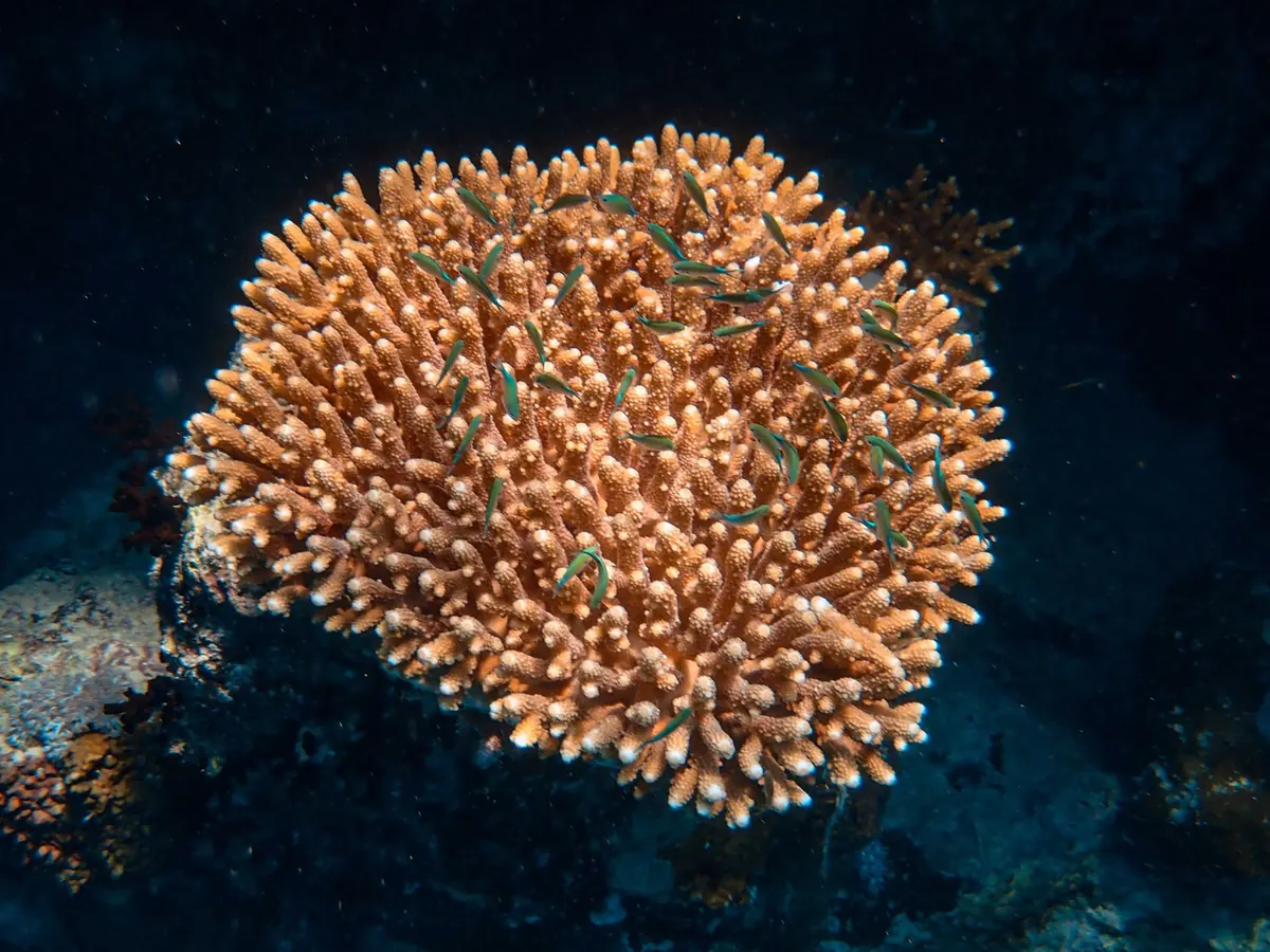 When to See Coral Spawning: A Month-by-Month Guide